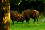 Map of Poland - Bialowieza National Park